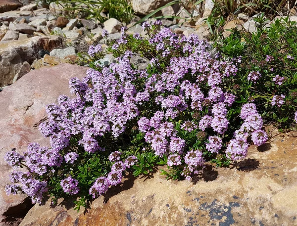 Quendel Auch Feldthymian Genannt Thymus Serpyllum Hat Lila Blueten Und — Foto Stock