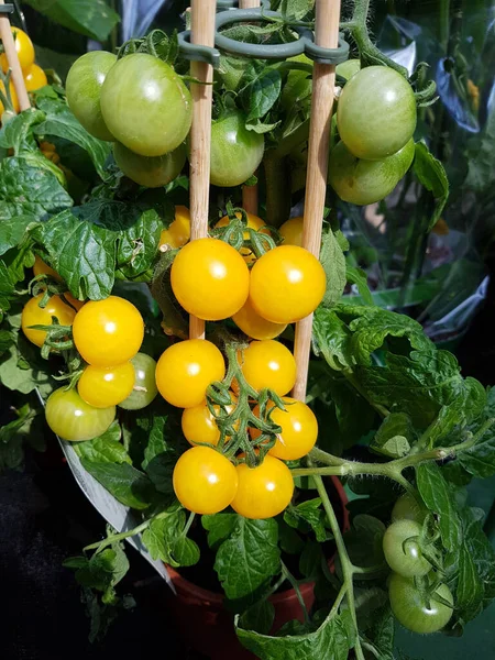 Färska Ekologiska Tomater Ett Växthus — Stockfoto
