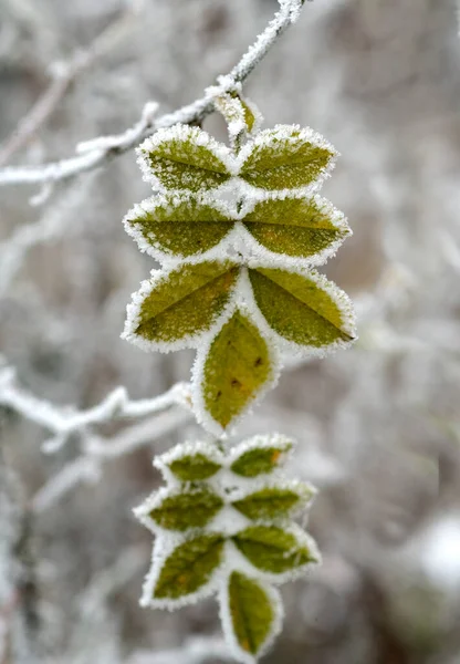 Hermoso Paisaje Invierno Con Árboles Cubiertos Nieve —  Fotos de Stock