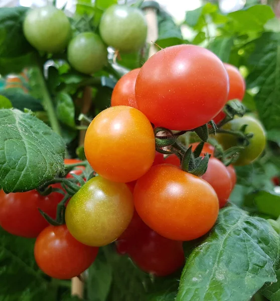 Topftomate Ist Eine Gemuesepflanze Die Auch Gezogen Werden Kann — Fotografia de Stock