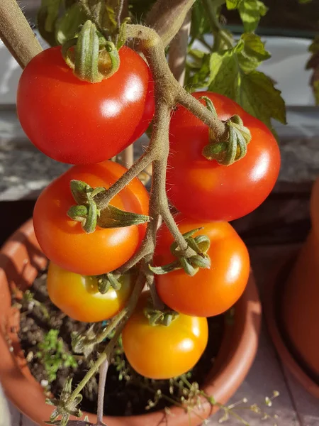 Tomates Frescos Una Mesa Madera — Foto de Stock