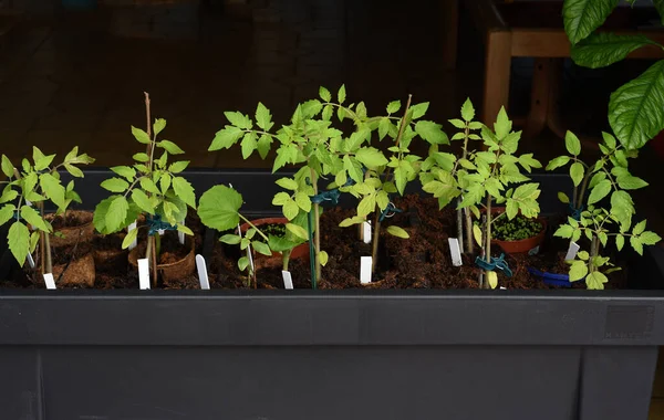 Tomaten Lycopersicon Esculentum Gemuese Keimling — Fotografia de Stock