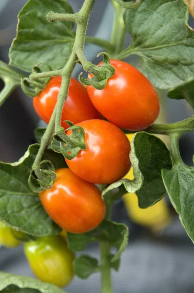 Tomaten Dasher Lycopersicon Esculentum — Φωτογραφία Αρχείου