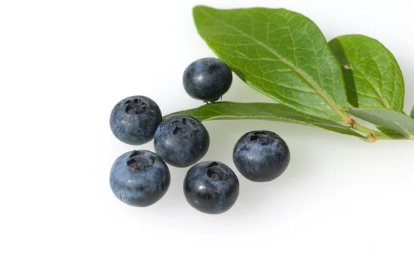 Heidelbeeren Heidelbeere Blaue Beeren Blaubeeren Heilpflanzen Fruechte Obst — Stock Photo, Image
