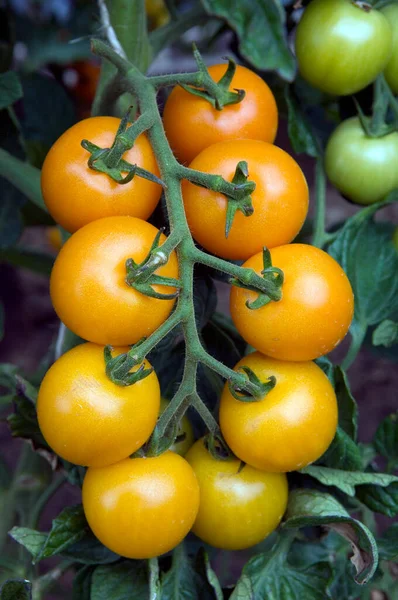 Los Tomates Frescos Rama — Foto de Stock