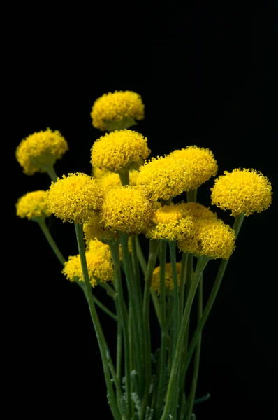 Fleurs Pissenlit Jaune Sur Fond Noir — Photo