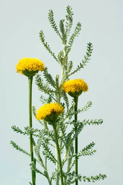 花园里美丽的花 — 图库照片