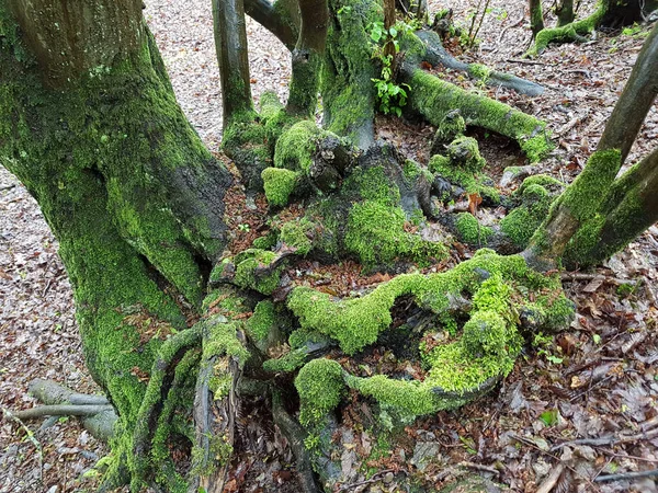 Musgo Floresta — Fotografia de Stock