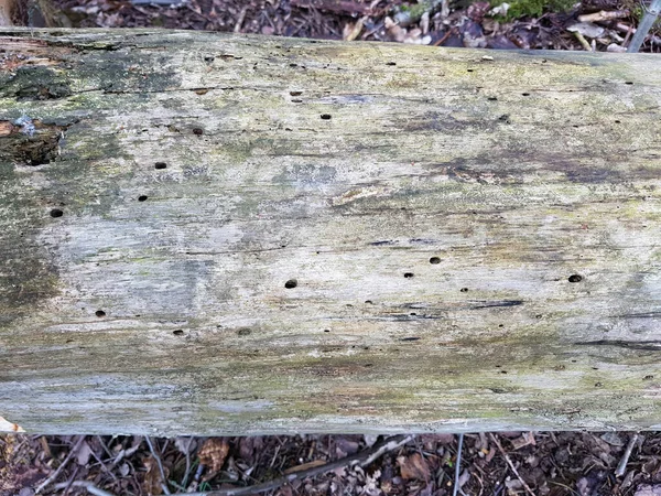 Textura Madeira Velha Com Padrões Naturais — Fotografia de Stock