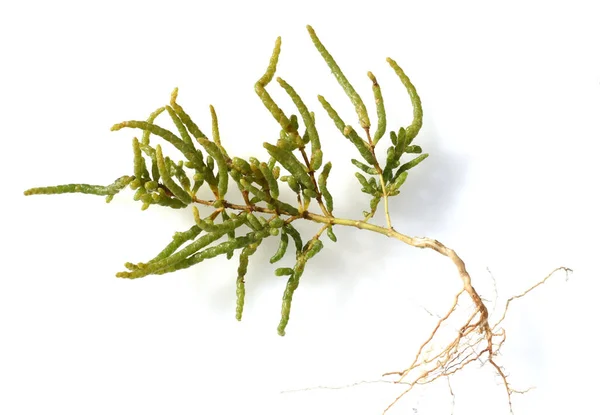 Groene Bladeren Van Een Plant Geïsoleerd Witte Achtergrond — Stockfoto