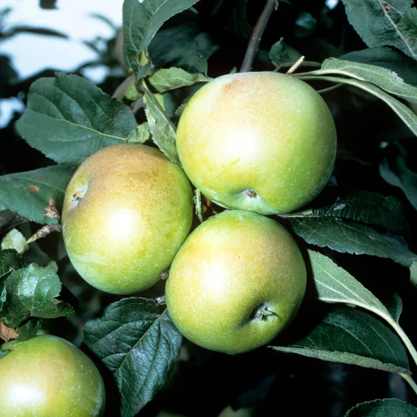 Ώριμα Πράσινα Μήλα Ένα Κλαδί — Φωτογραφία Αρχείου