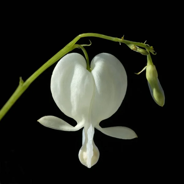 Traenendes Herz Weiss Dicentra Spectabiles — Stockfoto