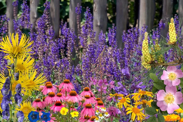 Hermosas Flores Jardín —  Fotos de Stock