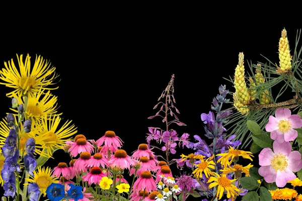 Schöne Blumen Auf Schwarzem Hintergrund — Stockfoto