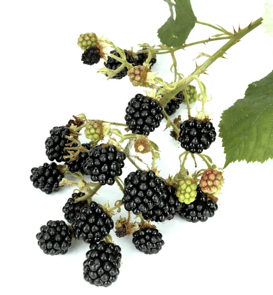 Brombeere Rubus Fructicosa ビール ハイルプフランツェン フルーテ — ストック写真