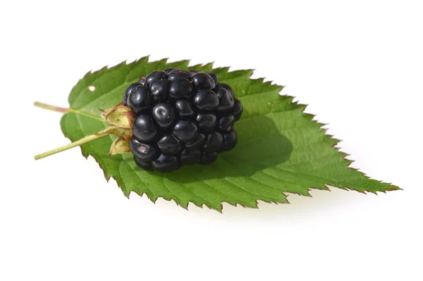 Moras Con Hoja Aislada Sobre Fondo Blanco —  Fotos de Stock