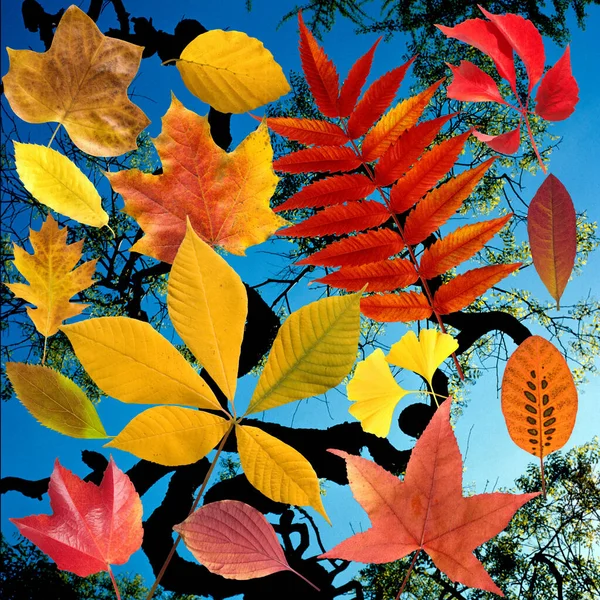 Herbstblaetter Stootslag Leuchtend Blatt Blaetter — Stockfoto