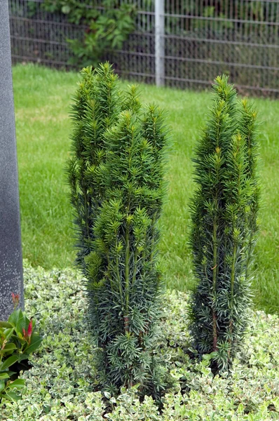 Saeuleneibe Taxus Baccata Randbepflanzung Łap — Zdjęcie stockowe