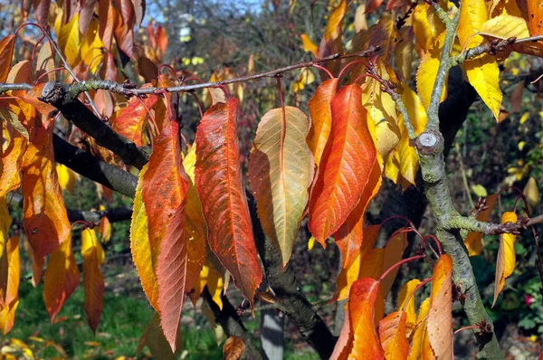 Herbstimpression Kirschbaum Kirsche Herbst —  Fotos de Stock