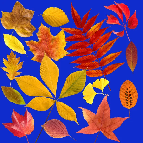 Herbstblaetter Bunt Leuchtend Blatt Blaetter — Stock Photo, Image
