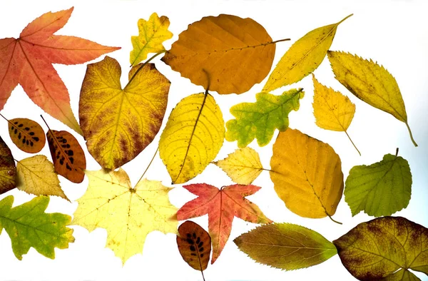 Autumn Leaves Isolated White Background — Stock Photo, Image