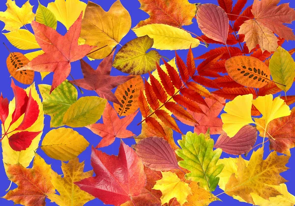 Herfst Bladeren Achtergrond Kleurrijke Herfst Esdoorn Blad — Stockfoto