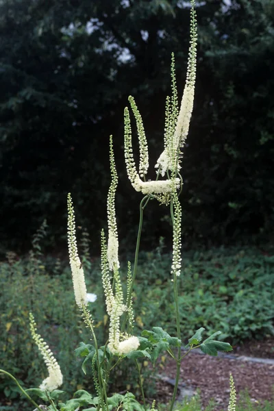 Traubensilberkerze Cimicifuga Racemosa Silberkerze Trauben Silberkerze Wanzenkraut Staude — Fotografia de Stock