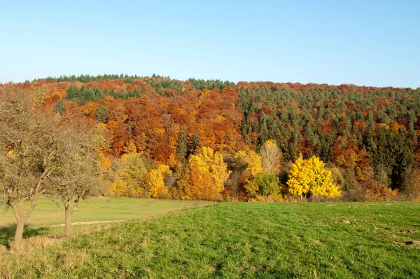 Schöne Herbstlandschaft Mit Bäumen Und Grünen Blättern — Stockfoto