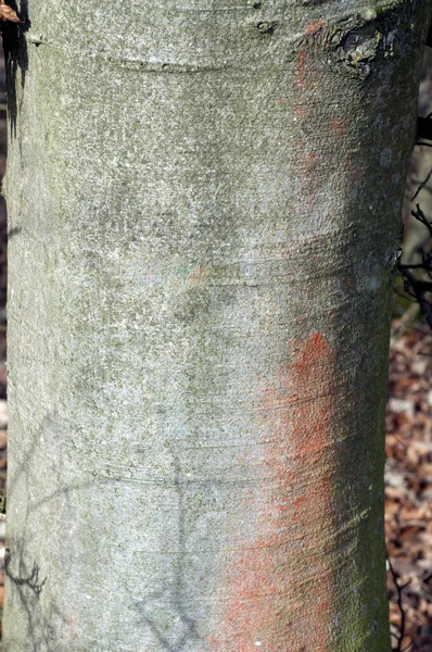 Buche Stamm Rinde Ağaç Kabuğu Gövde — Stok fotoğraf