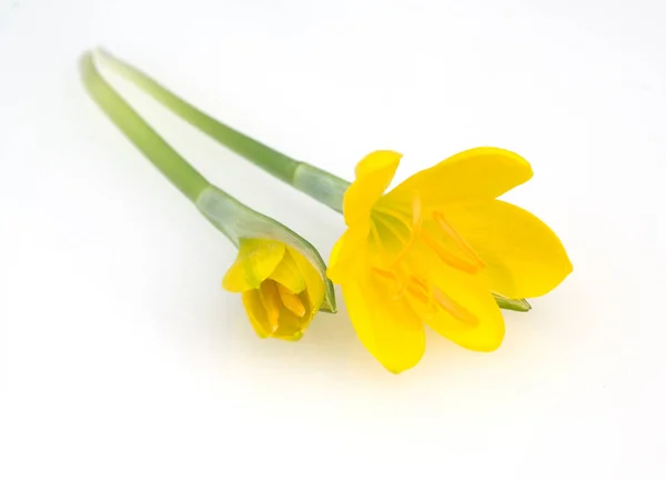 Yellow Daffodils Isolated White Background — Stock Photo, Image