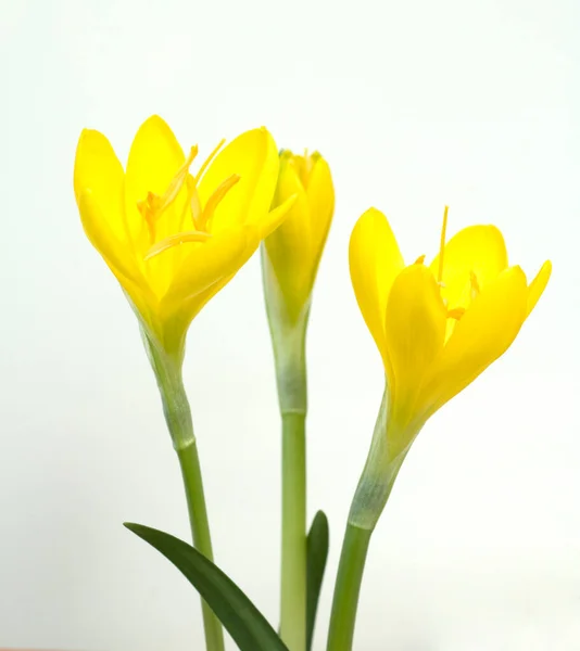 Belles Tulipes Jaunes Sur Fond Blanc — Photo