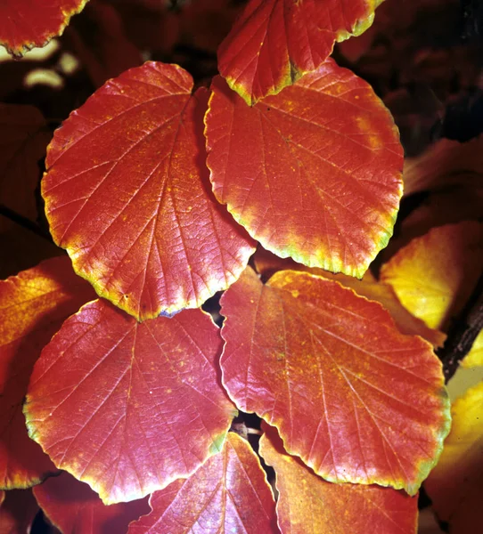 秋の紅葉 秋の植物 — ストック写真