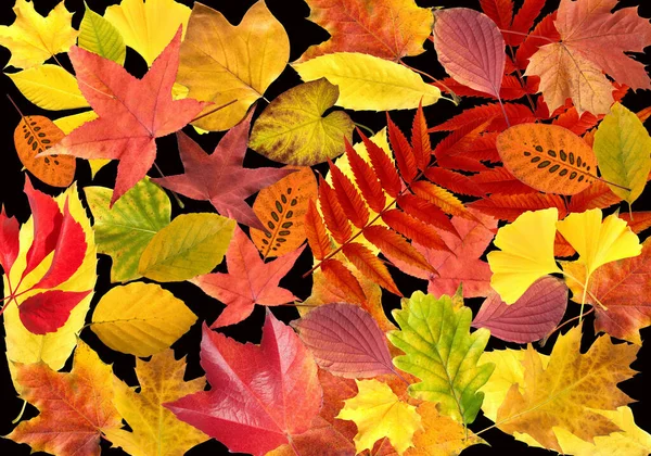 Autumn Leaves Background Colorful Fall Foliage — Stock Photo, Image