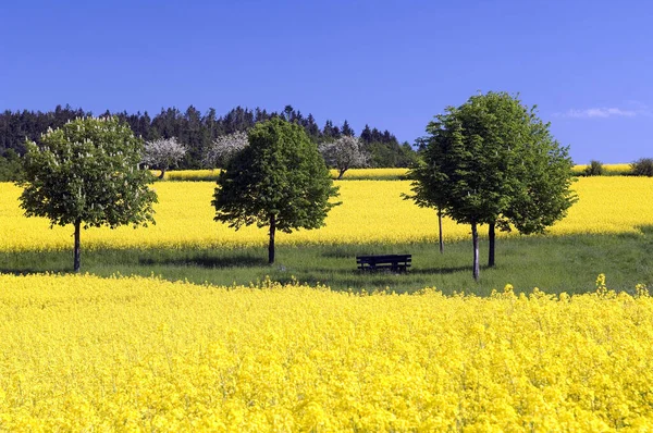 Rapsfeld Landschaft Fruehlingsimpression Heilpflanzen Deu Niemcy — Zdjęcie stockowe