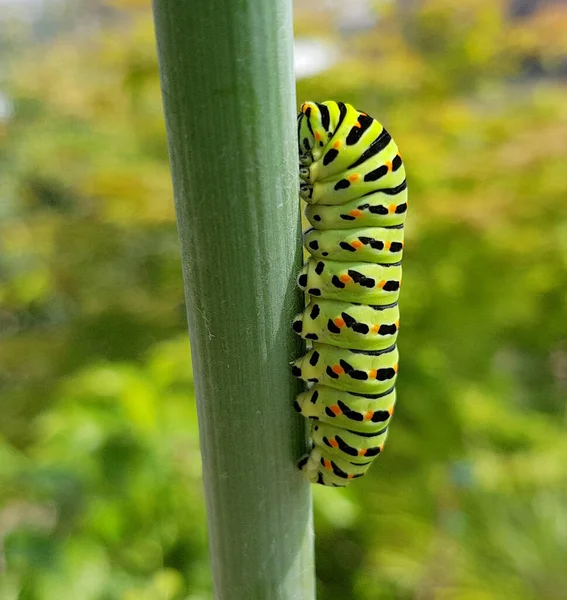 Raupe Schwalbenschwanz Papilio Machaon — Stockfoto