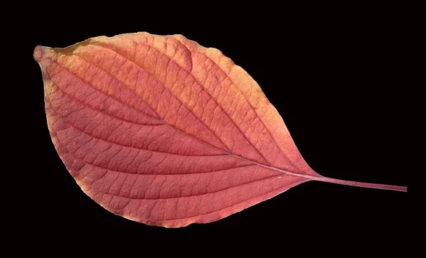 Riesen Hartriegel Cornus Herbstfaerbung — Stock fotografie