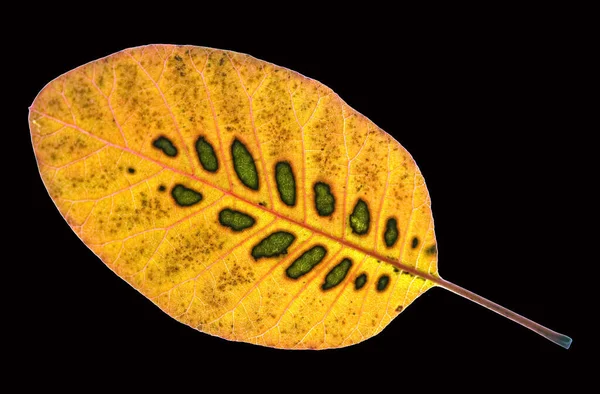 Perueckenstrauch Cotinus Coggygria Herbstfaerbung — Fotografia de Stock