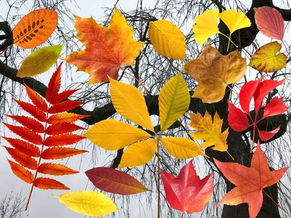 Herbstblätter Bunt Leuchten Blätterblätter — Stockfoto