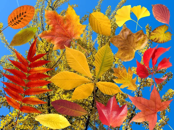 Herbstblaetter Bunt Leuchtend Blatt Blaetter — Stock Photo, Image