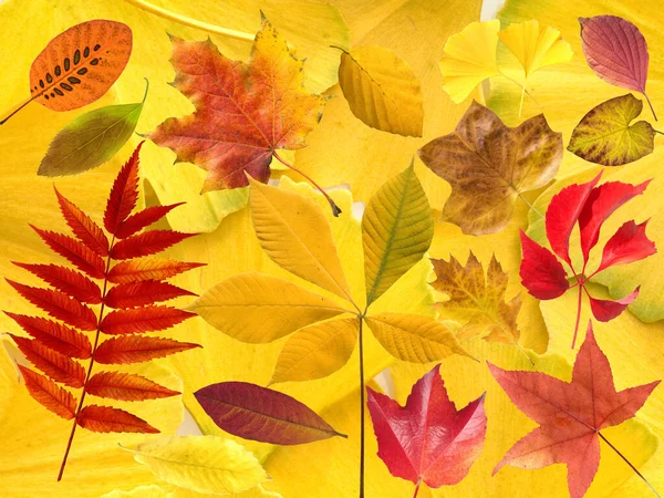 Herbstblaetter Stootslag Leuchtend Blatt Blaetter — Stockfoto