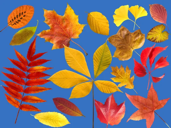 Herbstblaetter Bunt Leuchtend Blaetter Blatt — Fotografia de Stock
