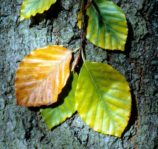 Feuilles Automne Sur Arbre — Photo