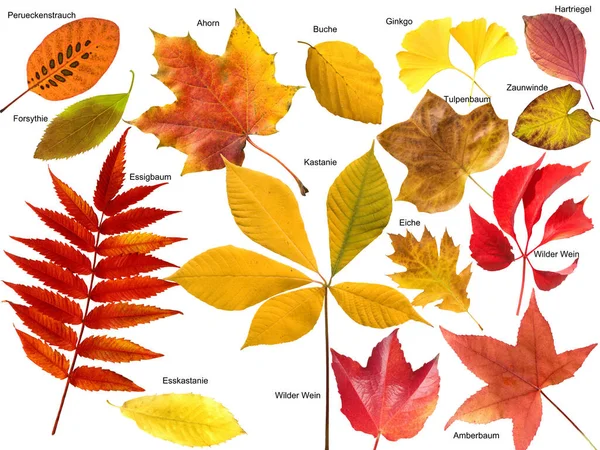 Herbstblaetter Stootslag Leuchtend Blatt Blaetter — Stockfoto