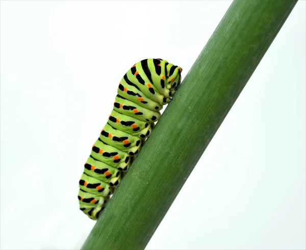 Raupe Schwalbenschwanz Papilio Machaon Schmetterling — Stock fotografie