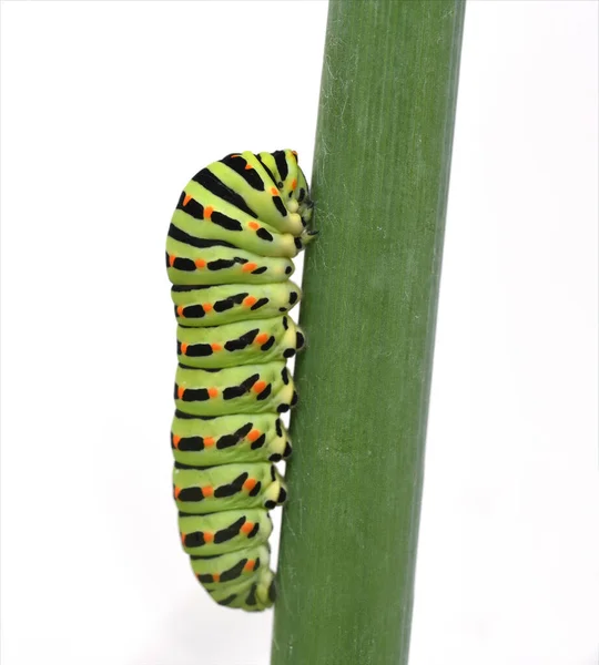 Raupe Schwalbenschwanz Papilio Machaon Schmetterling — Stock Photo, Image