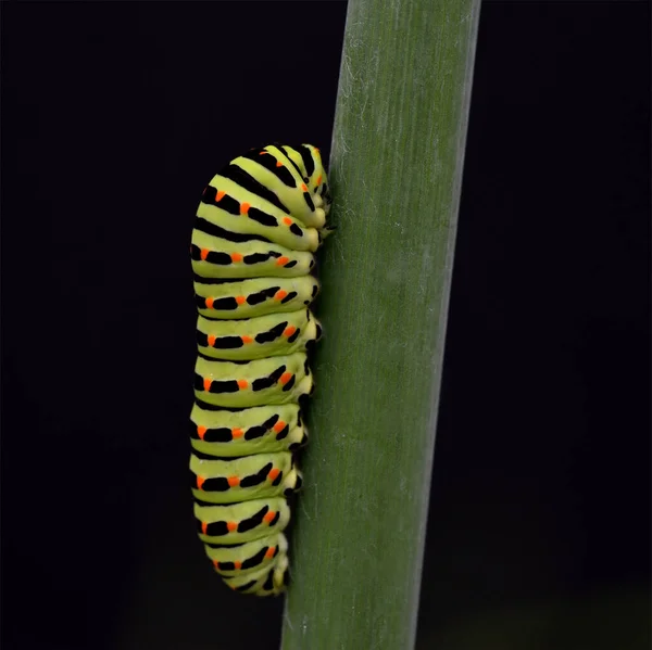 Raupe Schwalbenschwanz Papilio Machaon Schmetterling — Stock Photo, Image