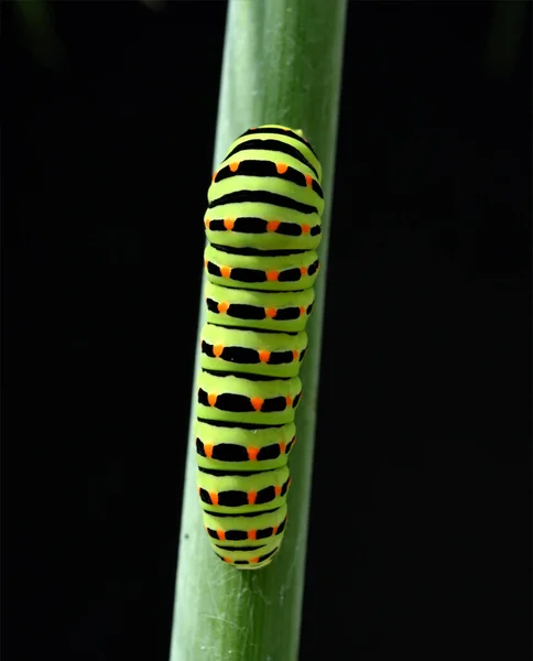 Raupe Schwalbenschwanz Papilio Machaon Schmetterling — Stockfoto