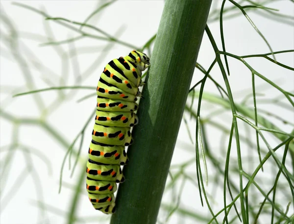 Raupe Schwalbenschwanz Papilio Machaon Schmetterling — Stock Photo, Image