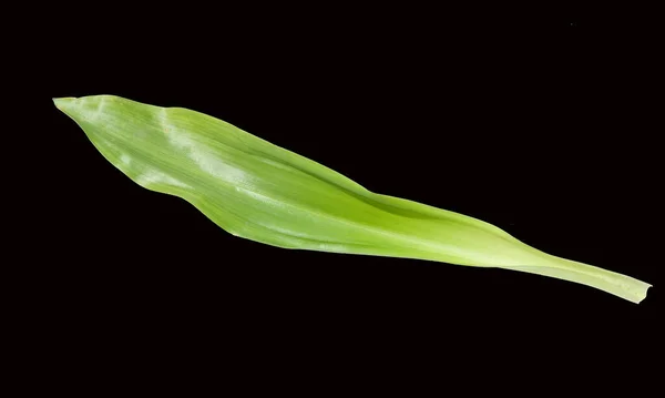 Zöld Levél Egy Növény Elszigetelt Fekete Háttér — Stock Fotó