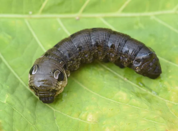 Közelkép Bug Vad Természet — Stock Fotó